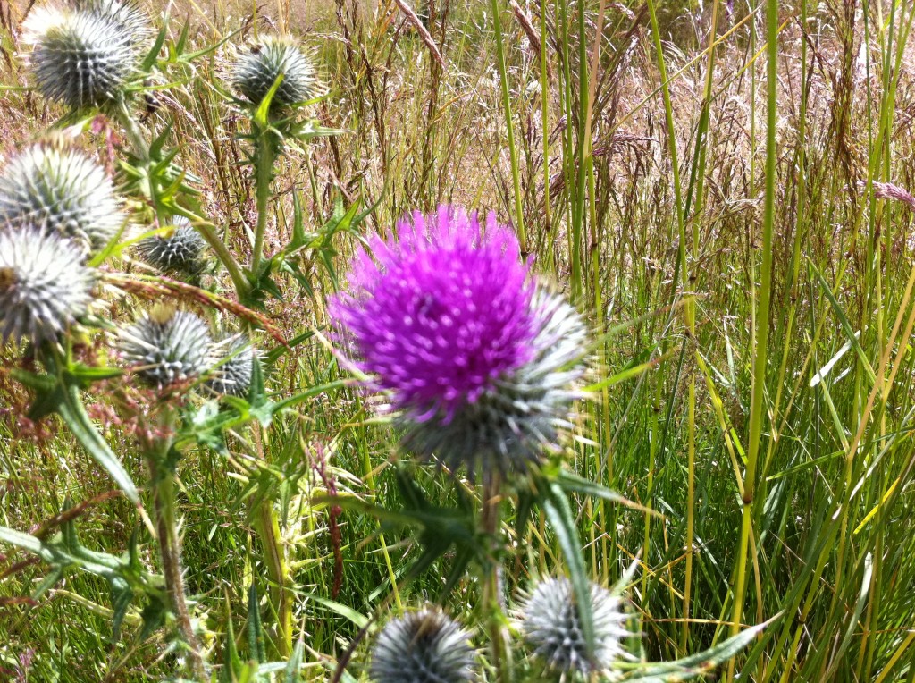 Gratuitous thistle for this post