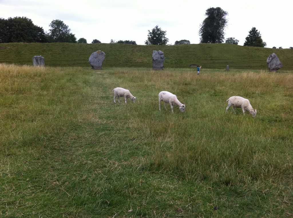 Sheep contentedly munching near the stones