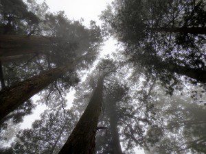 Towering 600-year-old cedars in the Okunoin graveyard Koyosan.